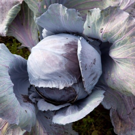 Cabbage Purple