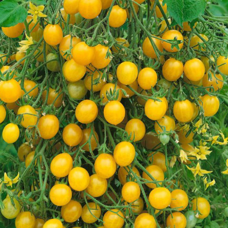 Cherry Tomatoes - Yellow