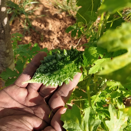 Baby Bitter Gourd (Small size) - Natural .