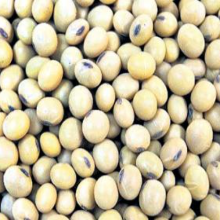 Soya Beans 