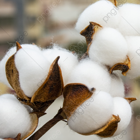 Cotton Balls - Moming Bud Care