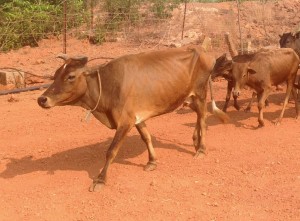 Ghee: Maland Gidda Cow Breed (A2)