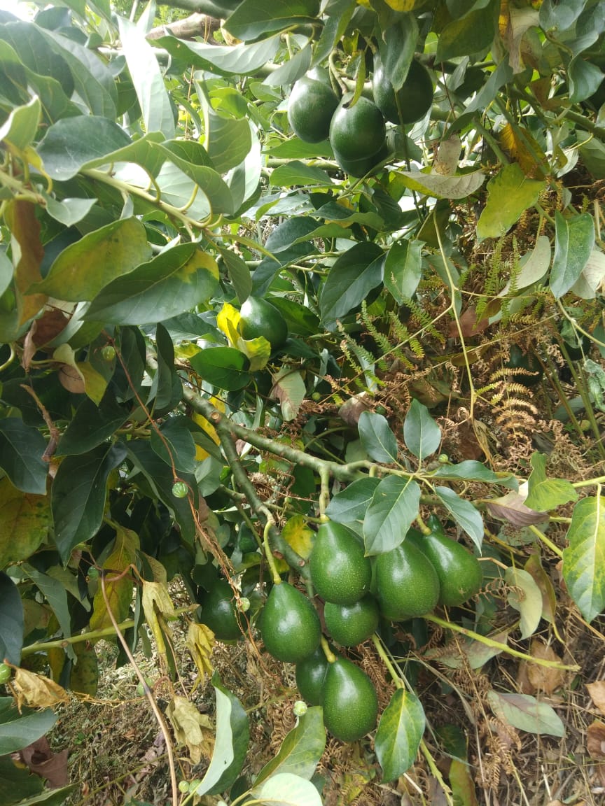 Avocado (Butter Fruit) from Kodaikanal - Natural
