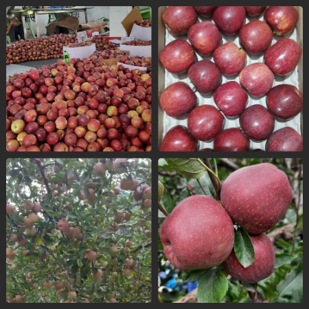 Royal Delicious Red Apple - Natural (From Manali)