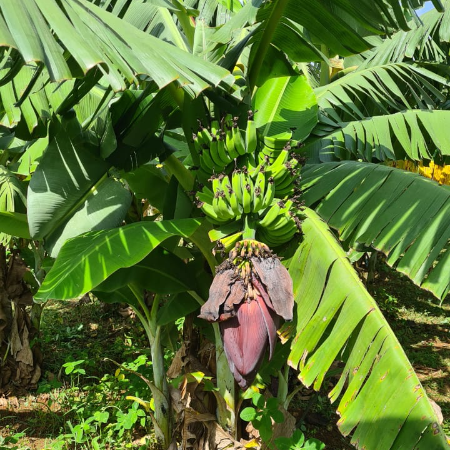 Yelakki Bananas (Naturally Grown / Naturally Ripen)