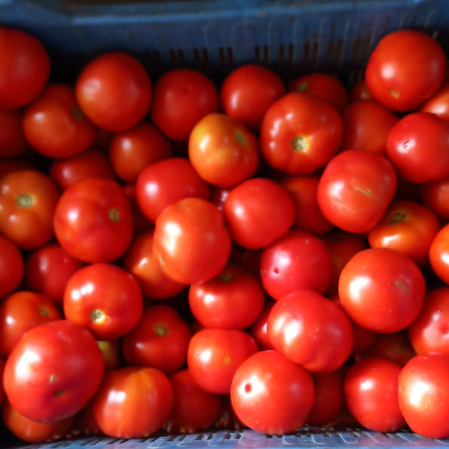 Desi/Nati Tomatoes - Natural