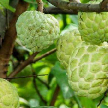 Custard Apple