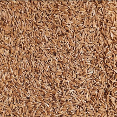 Gehun/Godi/Wheat (Khapli/Emmer) - Natural - Low Gluten