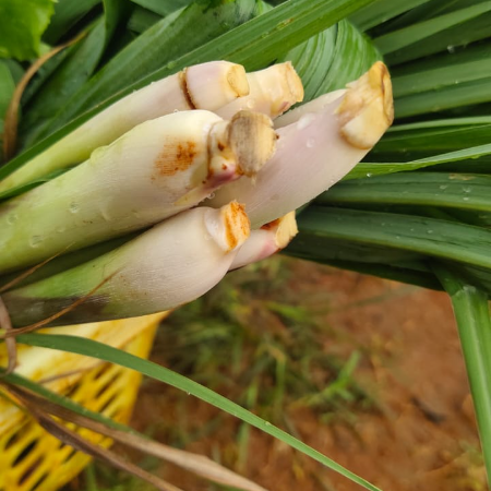 Lemongrass - Natural