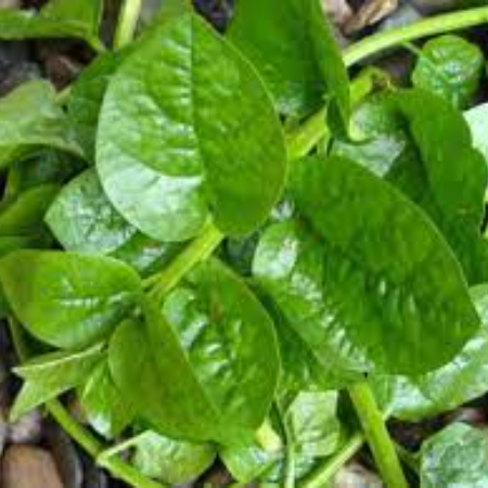 Poi ka Saag/Malabar Spinach