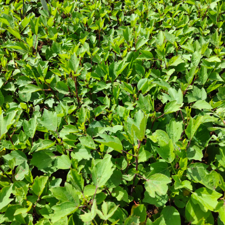 Gongura Leaves - Natural (Sun-Wed)