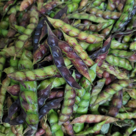 Whole Fresh Raw Toor (Thogari Kayi) - Natural