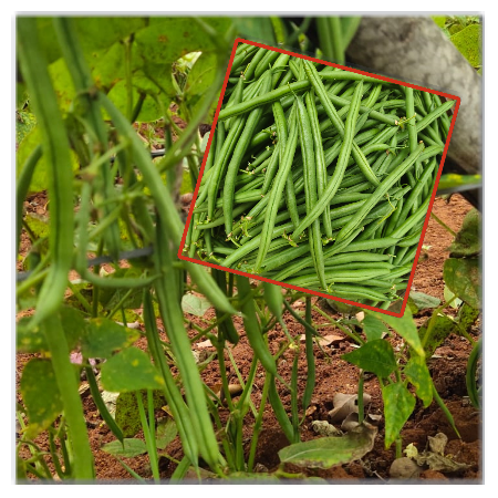 Green/Beans Ring - Natural