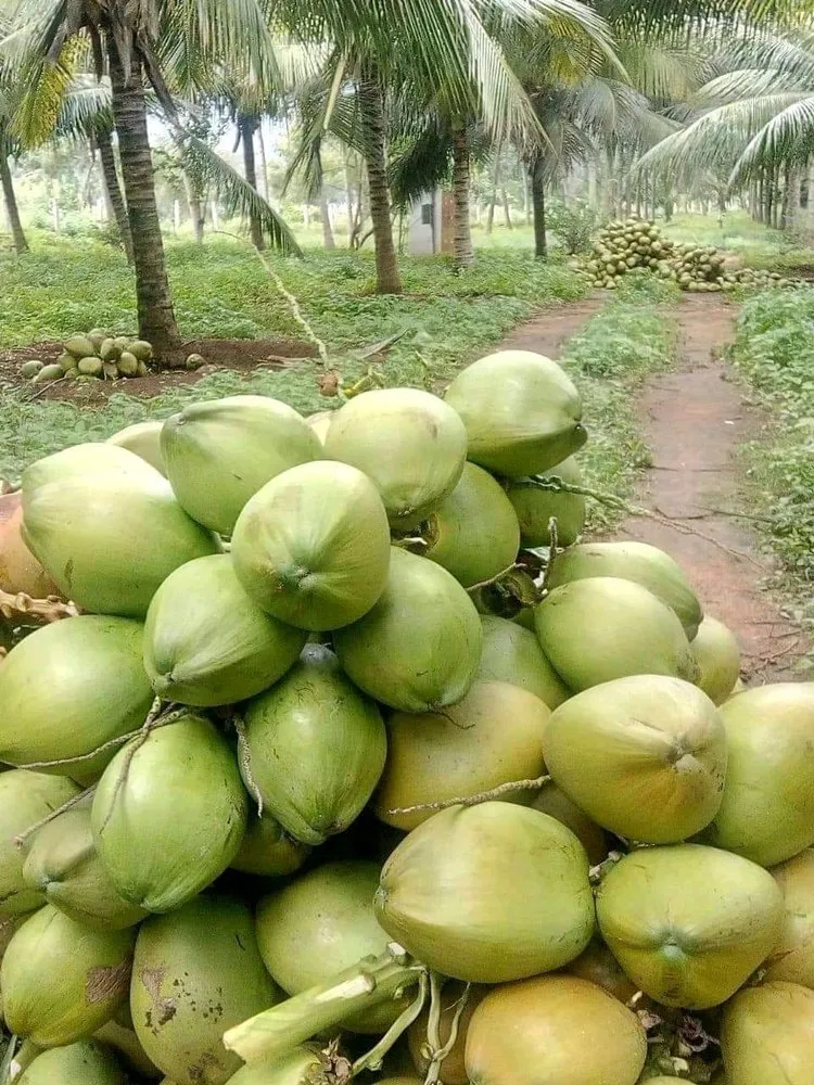 Tender Coconut with water