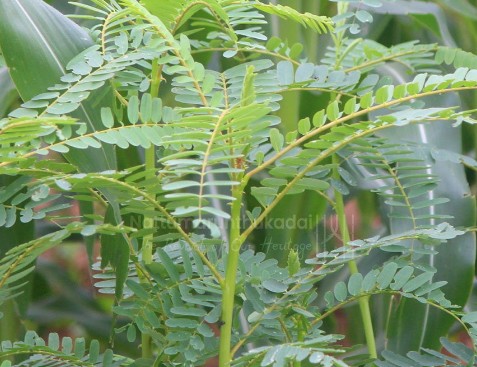 Agathi (August) Leaves - Natural