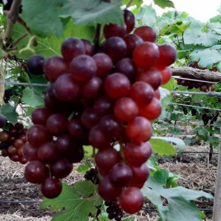 Grapes: Red Flame Seedless 