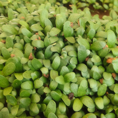 Baby Methi - Natural