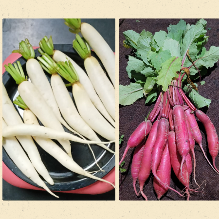 Radish (Muli) - Natural