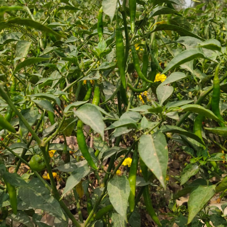 Green Chillies - Natural