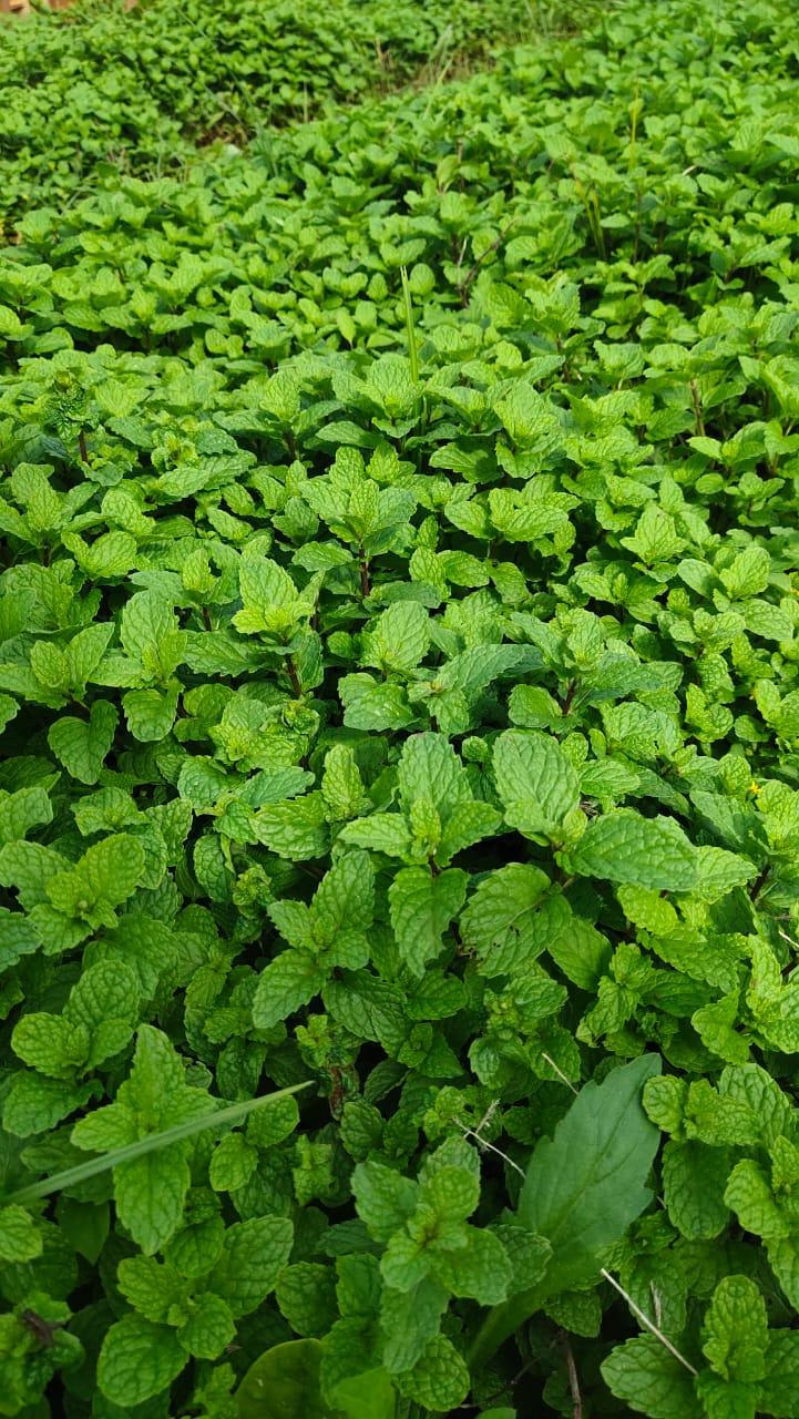 Pudina/Mint Leaves - Natural