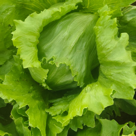 Lettuce - Natural (Sun-Wed)