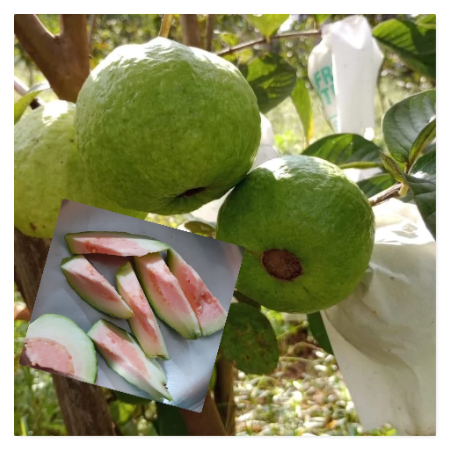 Thai Guava - Natural