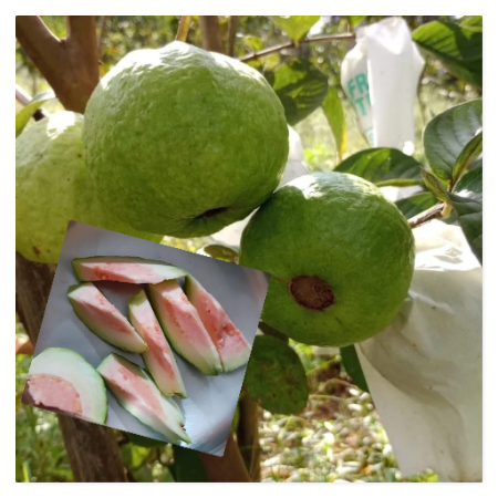 Thai Guava Pink - Natural d