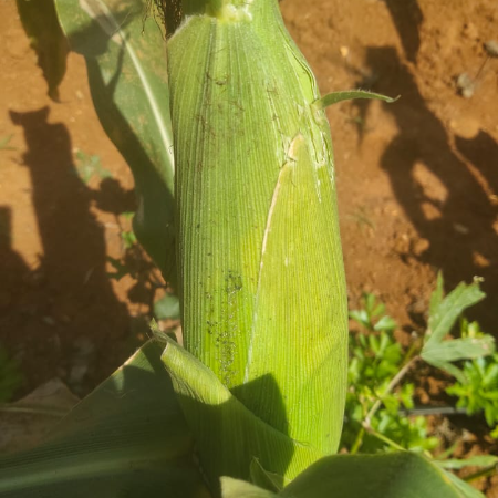 Sweet Corn - Naturally Grown