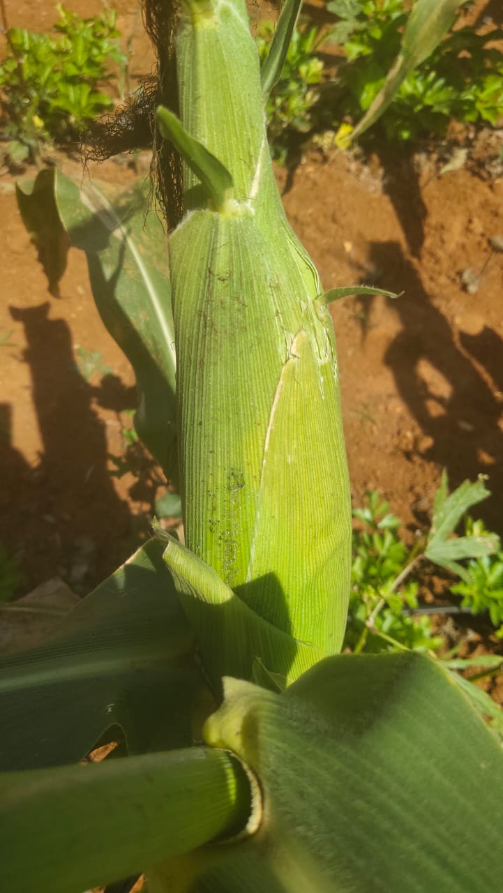 Sweet Corn - Naturally Grown