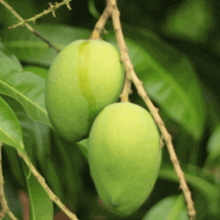 Pickle Mango - Natural