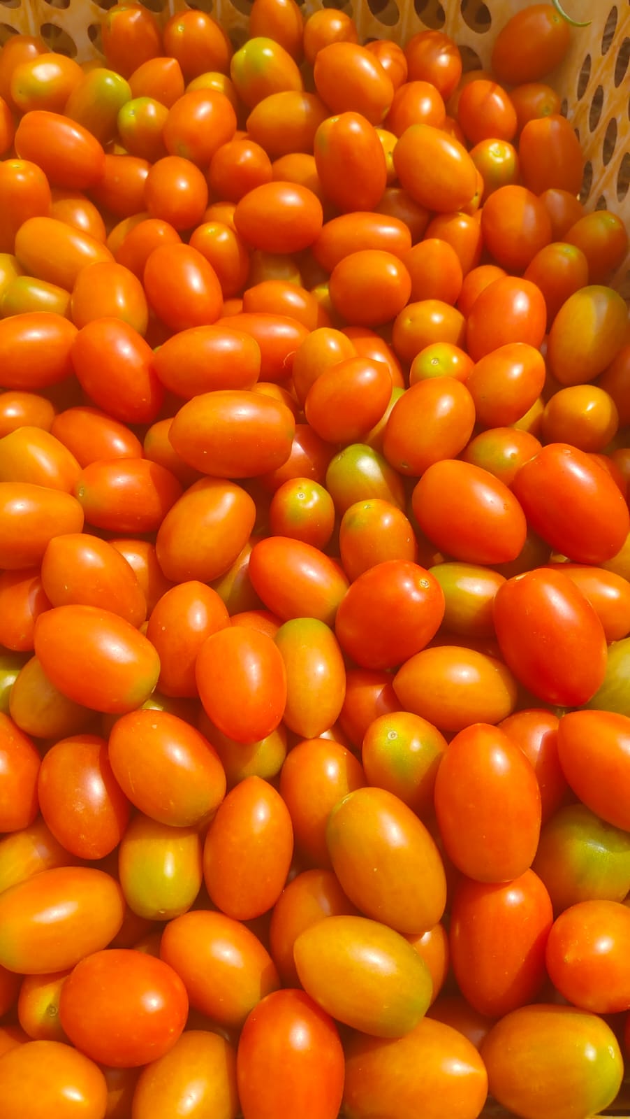 Cherry Tomatoes - Natural