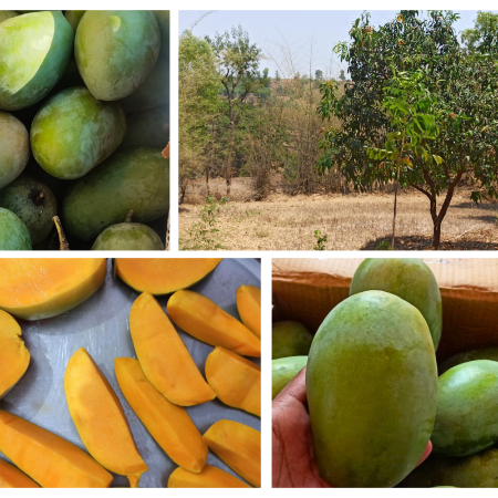 Gir Kesar Mango - Natural (Delivery 21st May Onwards)