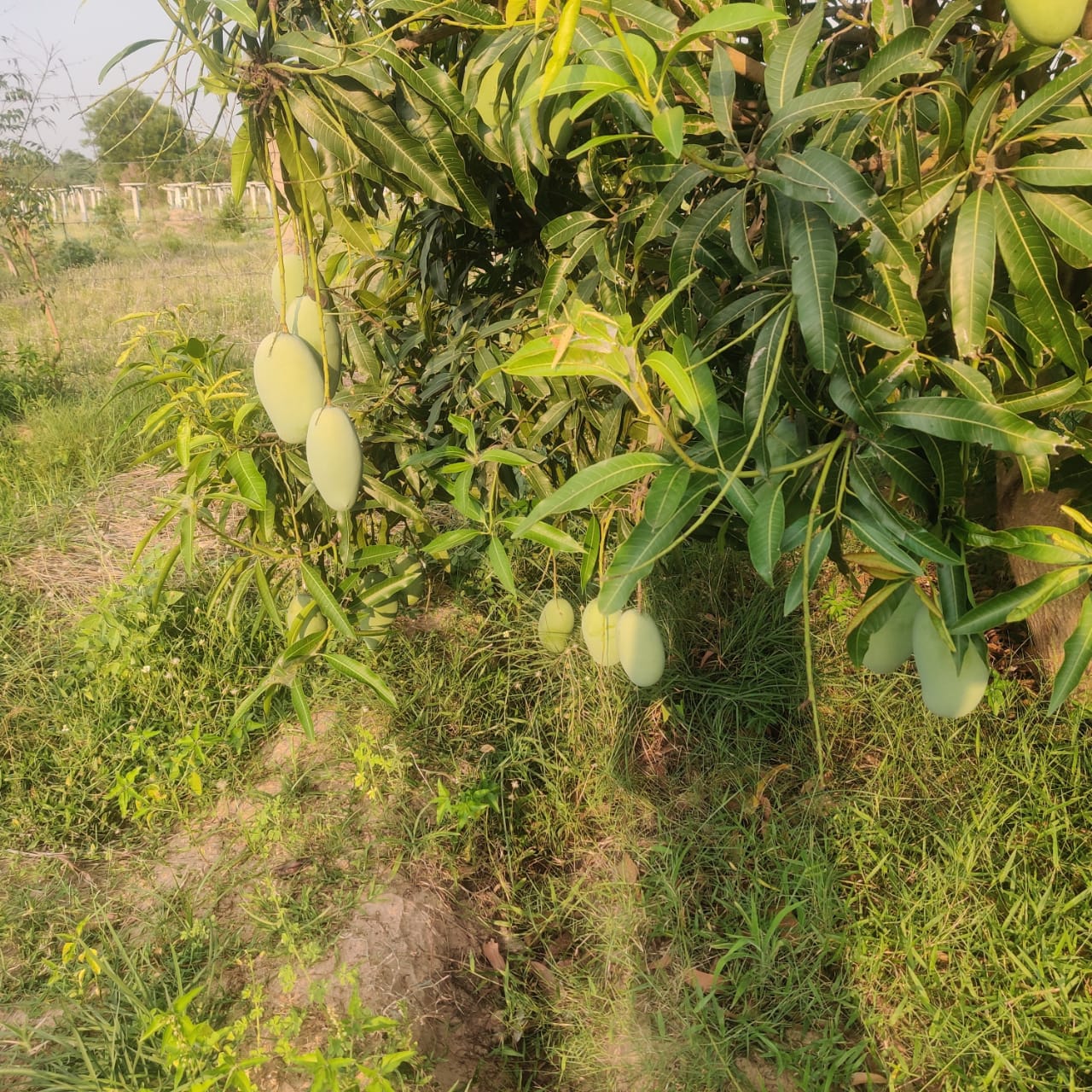 Dasahri Mango - Natural