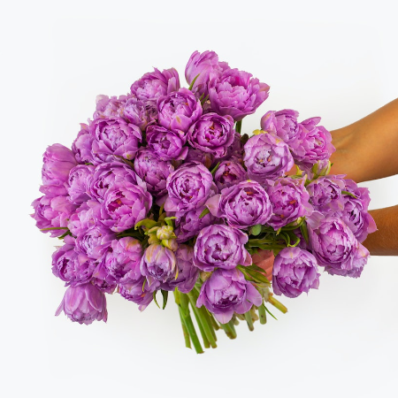 50 Lavender Peony Tulips