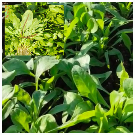 Baby Spinach - Natural (Wed and Sun)