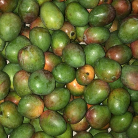 Raspuri mangoes - Naturally grown