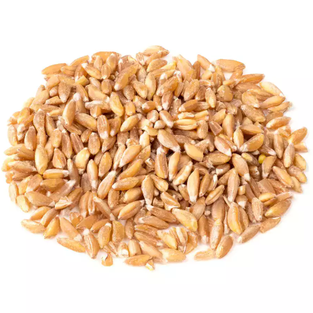 Wheat Khapli Grains
