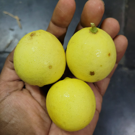 Lemon - Natural