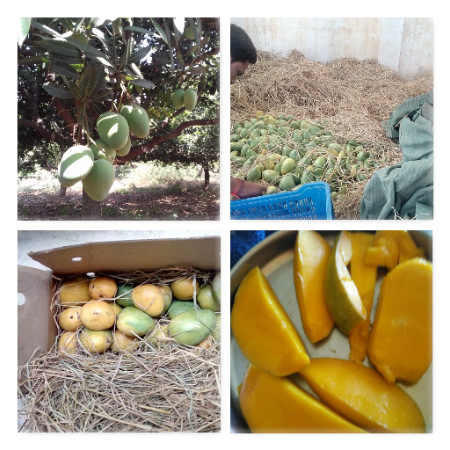 Baiganapalle Mango - Natural 