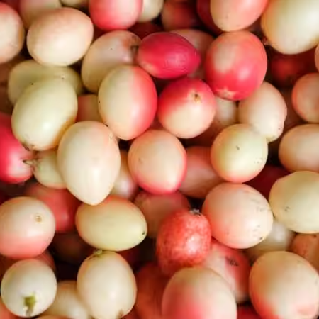 Karaunda Carandas Plum