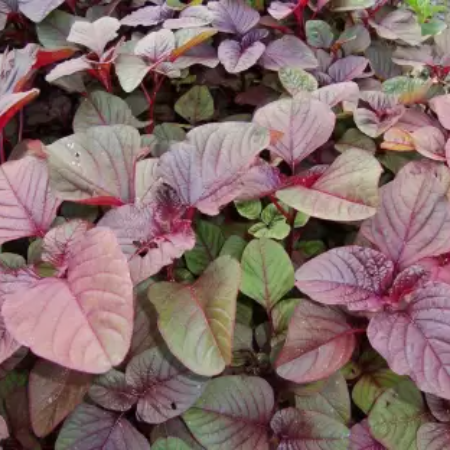 Red Amaranthus Leaves