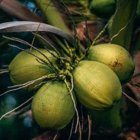 Tender Coconut