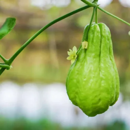 Chayote Squash Chow Chow Lonku