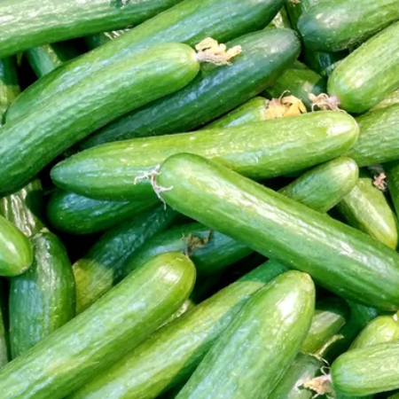 Cucumber Seedless Kheera