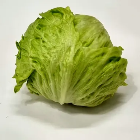  Lettuce Iceberg