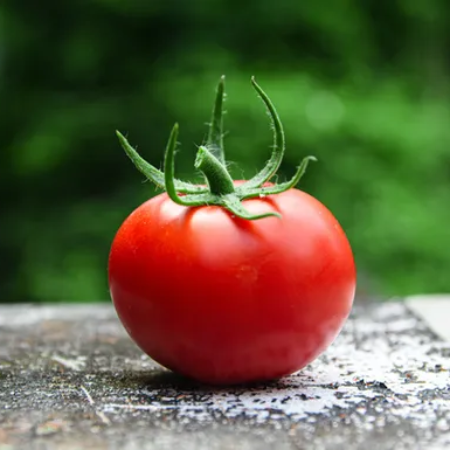 Tomatoes Round