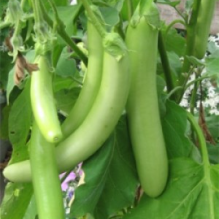 Desi Green Brinjal - Natural