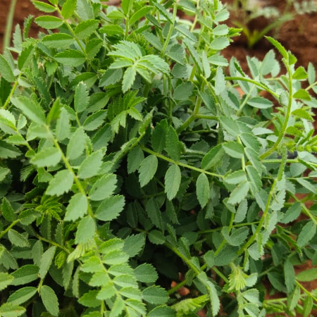 Chana Green Leaf/Saag - Natural.