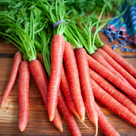 Carrot: Red 