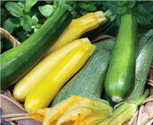 Zucchini Green - Natural